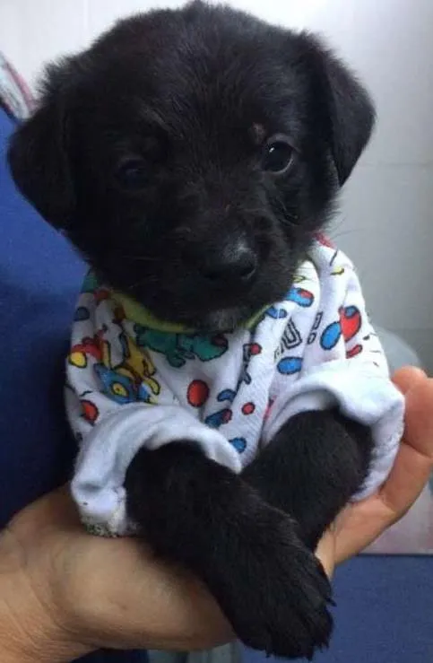 Cachorro ra a srd idade Abaixo de 2 meses nome Enzo