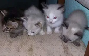 Gato raça Viralata idade Abaixo de 2 meses nome Nao tem ainda