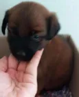 Cirilo