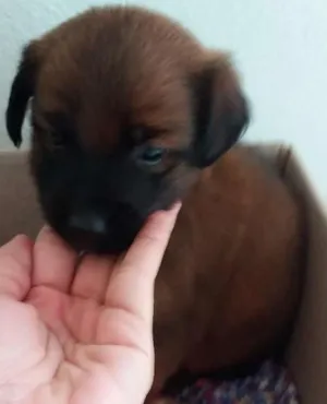 Cachorro raça Pincher Mestiço  idade Abaixo de 2 meses nome Cirilo