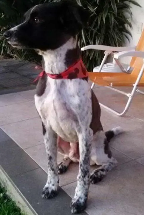 Cachorro ra a mestiço com border collie idade 6 ou mais anos nome Boby