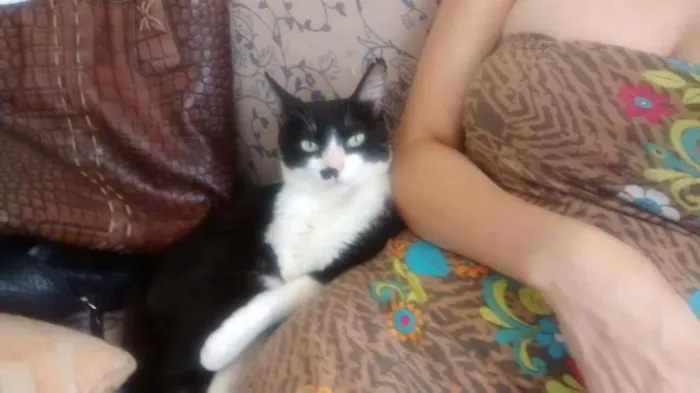 Gato ra a srd idade 3 anos nome Damiao