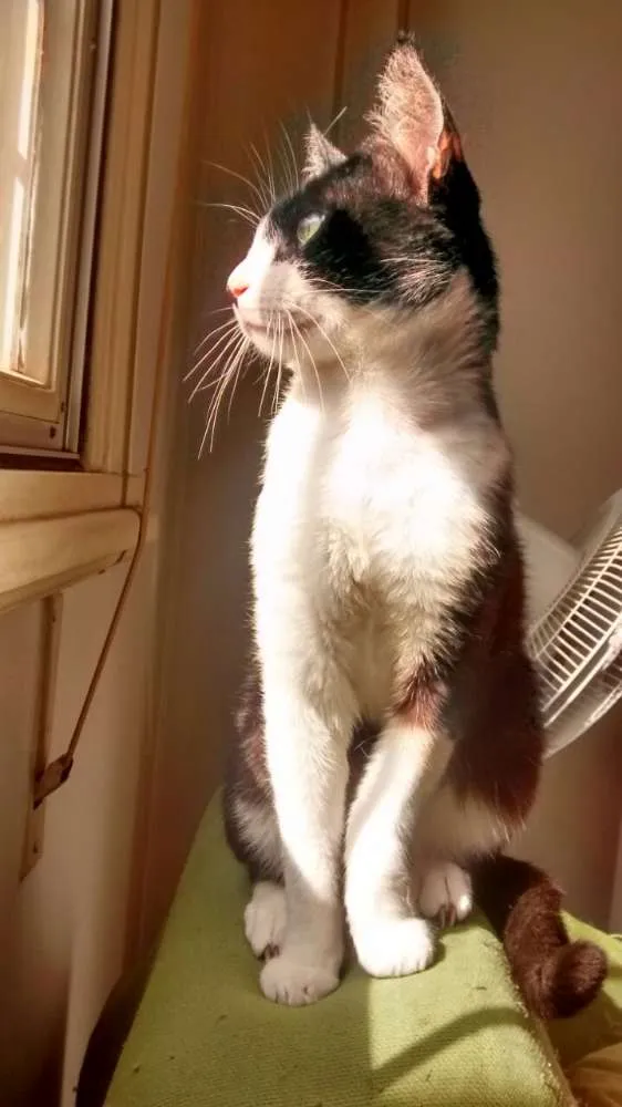 Gato ra a srd idade 3 anos nome Damiao