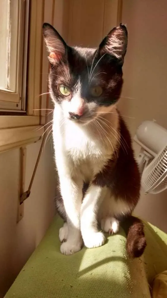 Gato ra a srd idade 3 anos nome Damiao