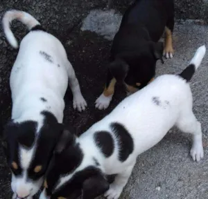 Cachorro raça Virá lata idade 2 a 6 meses nome Lili, Tininha é lele
