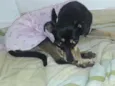 Pinta