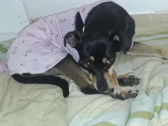 Cachorro raça SRD idade 2 anos nome Pinta