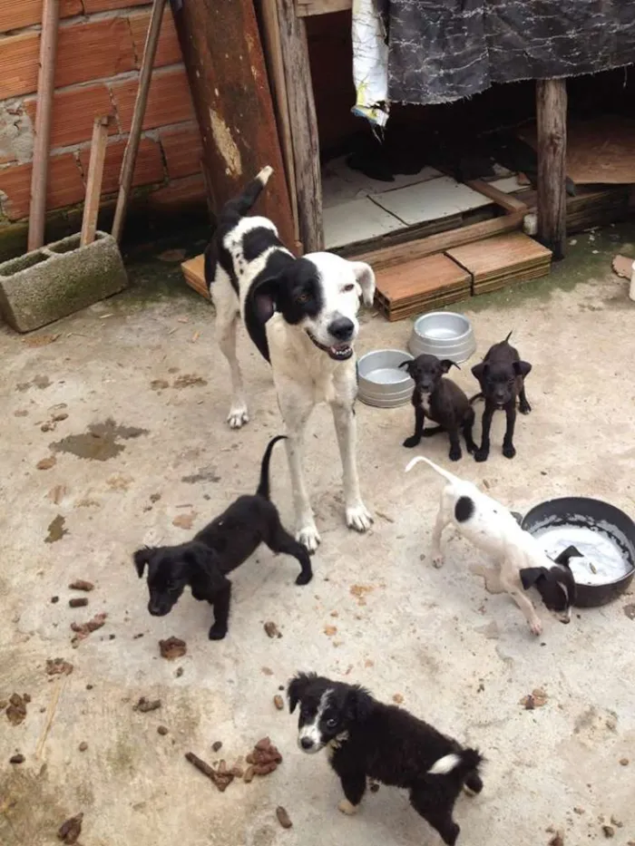 Cachorro raça srd idade 2 a 6 meses nome sem nome