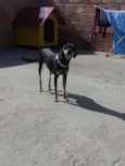 Pinta