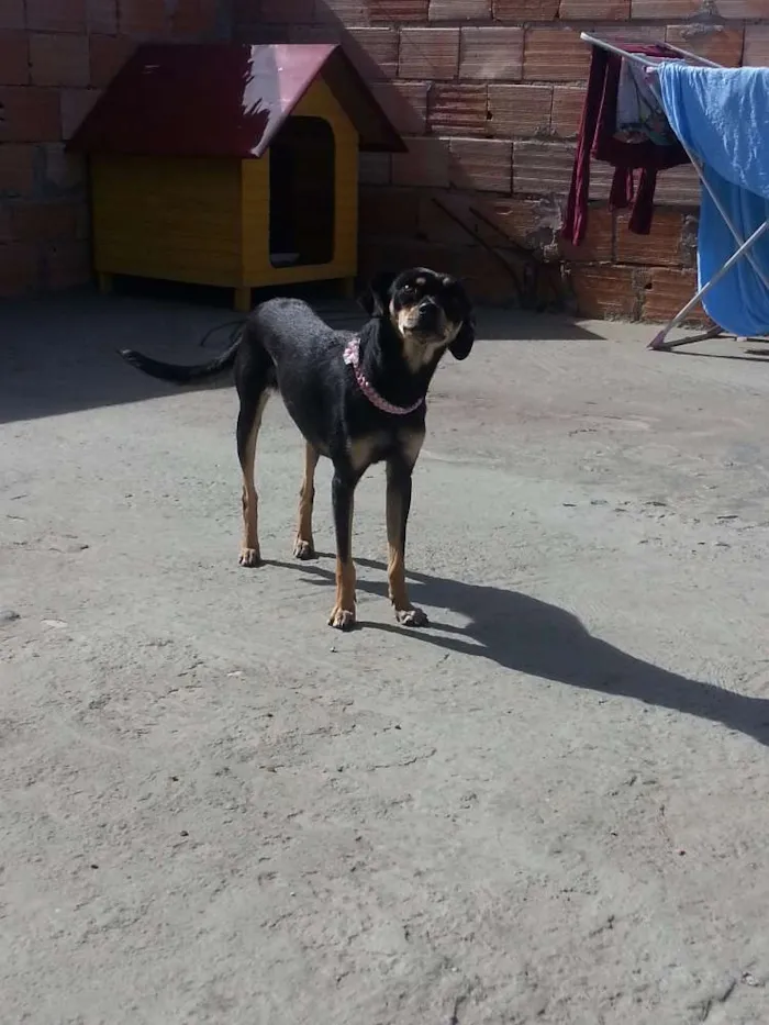 Cachorro raça SRD idade 2 anos nome Pinta