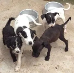 Cachorro raça srd idade 2 a 6 meses nome sem nome