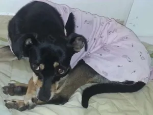 Cachorro raça SRD idade 2 anos nome Pinta