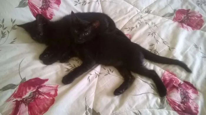 Gato ra a SRD idade 2 a 6 meses nome Sem nome