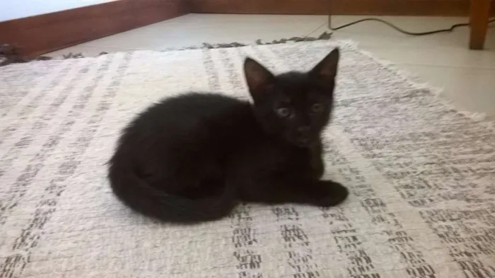Gato ra a SRD idade 2 a 6 meses nome Sem nome
