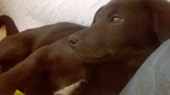 Cachorro ra a SRD idade 2 a 6 meses nome Jonhy