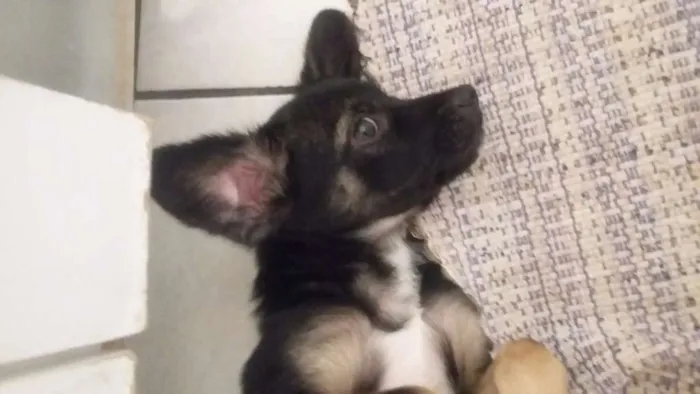 Cachorro ra a Sem Raça idade 2 a 6 meses nome Sem Nome