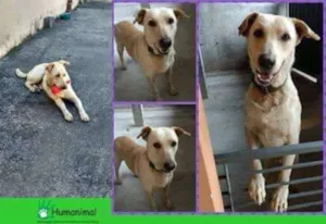 Cachorro raça Labrador idade 2 anos nome Sem identificação