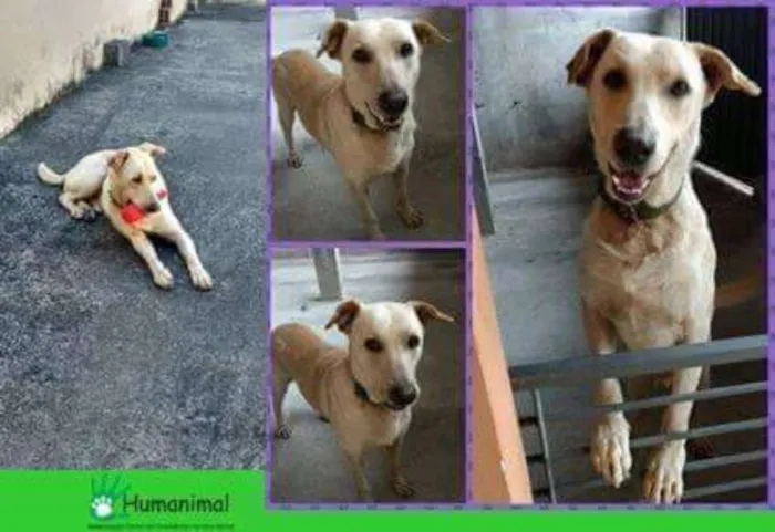 Cachorro ra a Labrador idade 2 anos nome Sem identificação