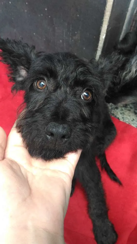 Cachorro ra a Vira lata idade 7 a 11 meses nome Dudu