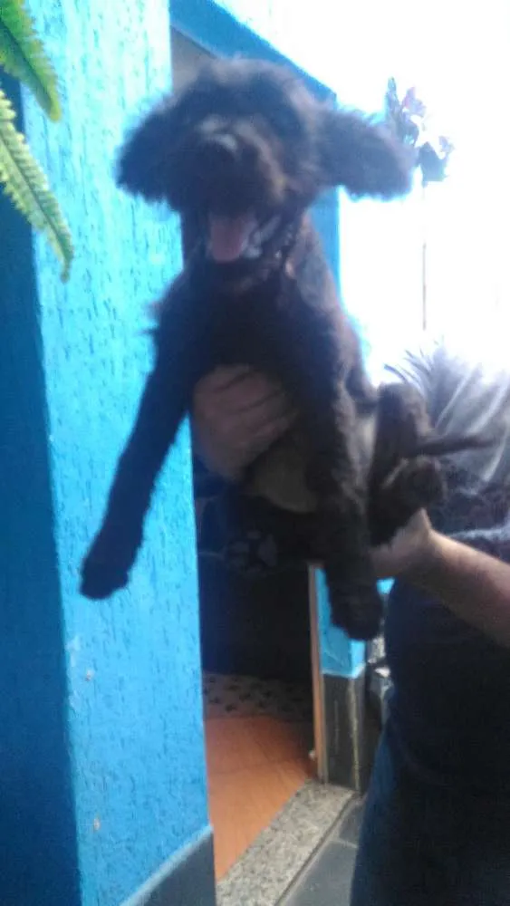 Cachorro ra a Vira lata idade 7 a 11 meses nome Dudu