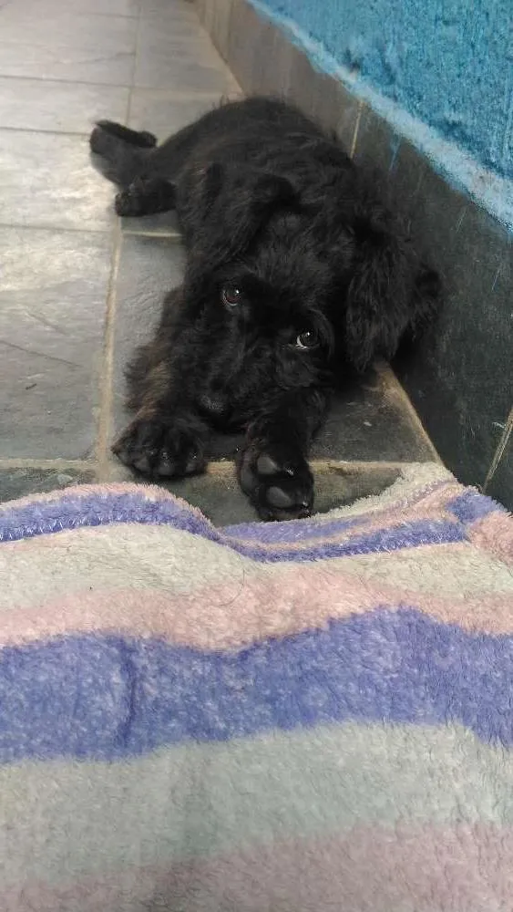 Cachorro ra a Vira lata idade 7 a 11 meses nome Dudu