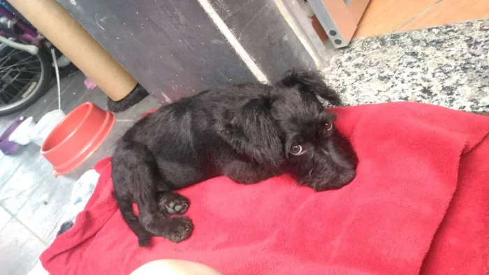 Cachorro ra a Vira lata idade 7 a 11 meses nome Dudu