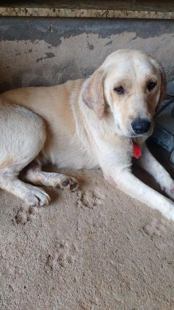 Cachorro ra a Pastor alemão idade 1 ano nome Luna 