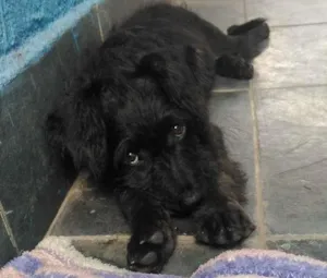 Cachorro raça Vira lata idade 7 a 11 meses nome Dudu