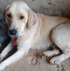 Cachorro raça Pastor alemão idade 1 ano nome Luna 