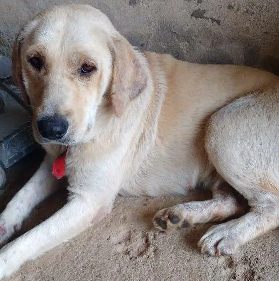 Cachorro ra a Pastor alemão idade 1 ano nome Luna 