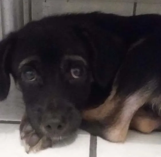 Cachorro ra a Sem Raça idade 2 a 6 meses nome Sem Nome