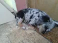 Bolota
