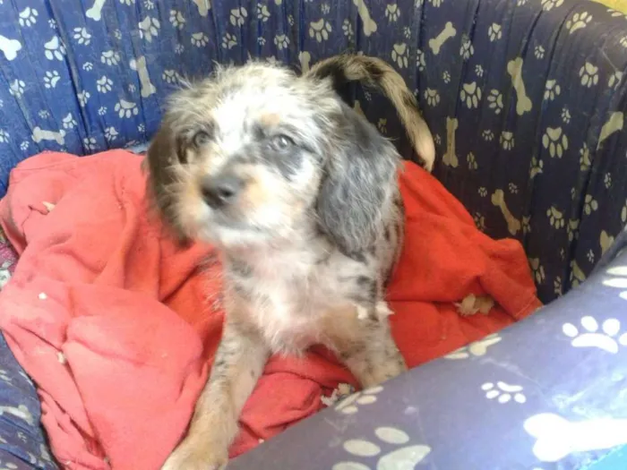 Cachorro ra a Srd idade 2 a 6 meses nome Bolota