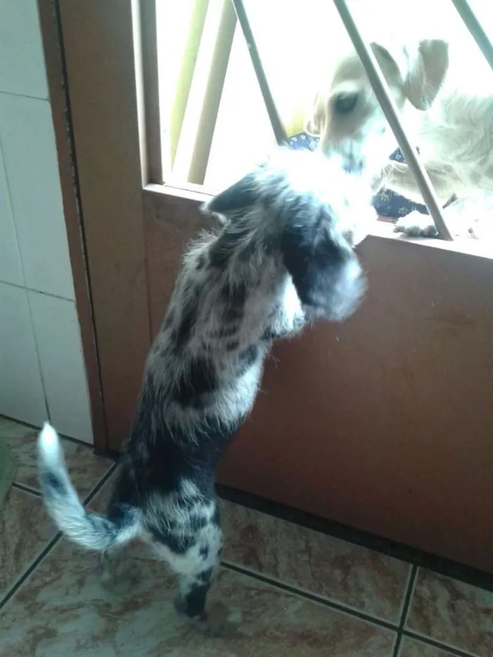 Cachorro ra a Srd idade 2 a 6 meses nome Bolota