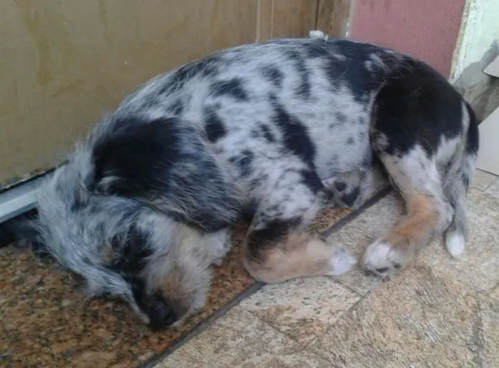 Cachorro ra a Srd idade 2 a 6 meses nome Bolota