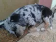 Bolota