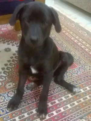 Cachorro raça SRD idade 2 a 6 meses nome Jonhy