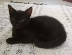 Gato raça SRD idade 2 a 6 meses nome Sem nome