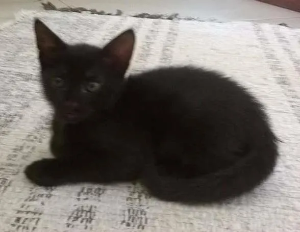 Gato ra a SRD idade 2 a 6 meses nome Sem nome