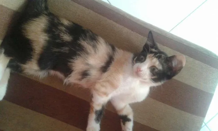 Gato raça Não sei idade Abaixo de 2 meses nome Belinha