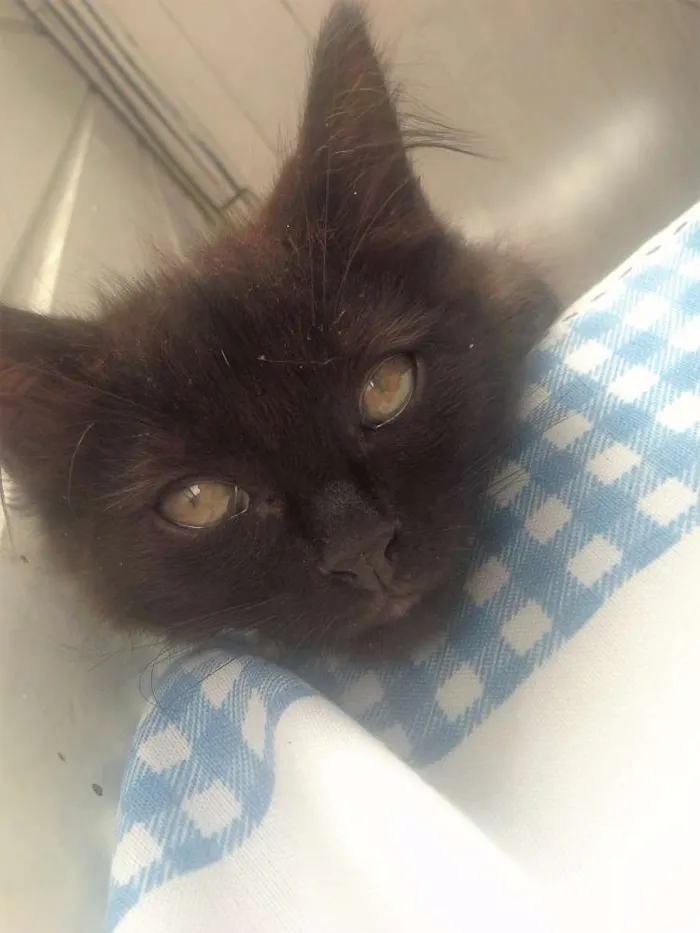 Gato ra a  idade 2 a 6 meses nome Pretinho