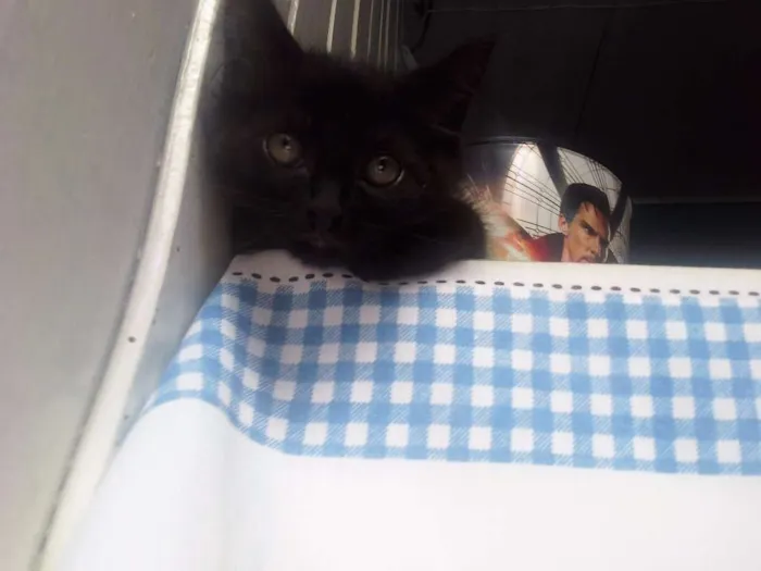Gato ra a  idade 2 a 6 meses nome Pretinho