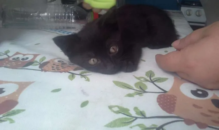 Gato ra a  idade 2 a 6 meses nome Sem Nome