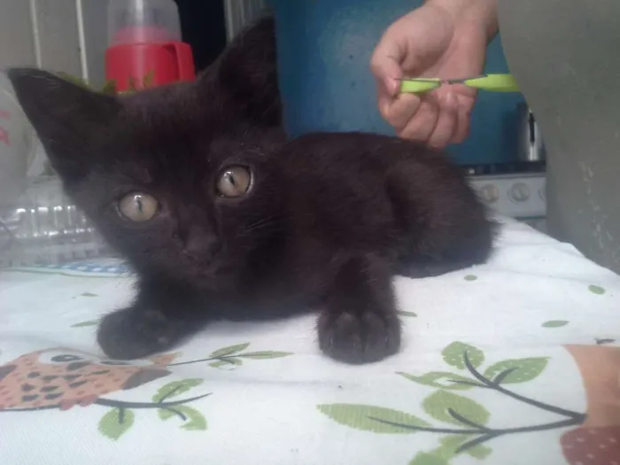 Gato ra a  idade 2 a 6 meses nome Sem Nome