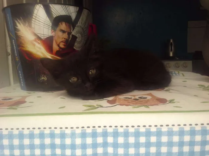 Gato ra a  idade 2 a 6 meses nome Sem Nome