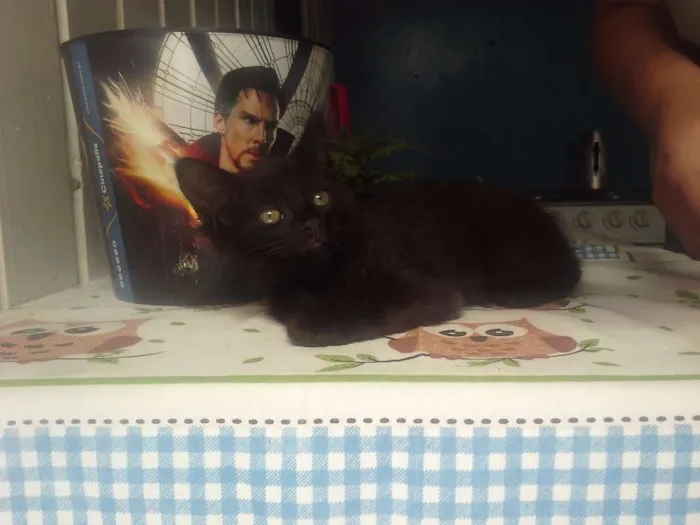 Gato ra a  idade 2 a 6 meses nome Sem Nome