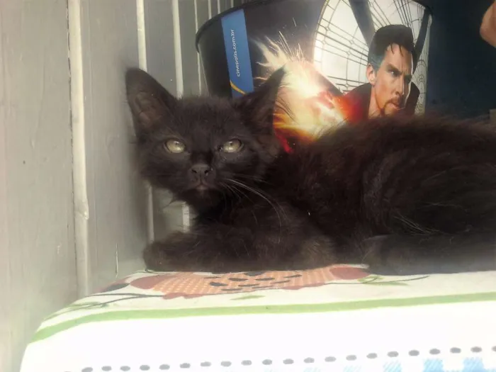 Gato ra a  idade 2 a 6 meses nome Sem Nome