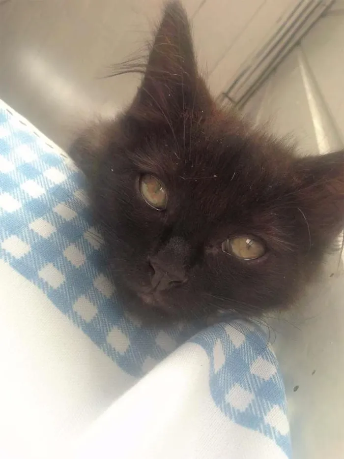 Gato ra a  idade 2 a 6 meses nome Sem Nome