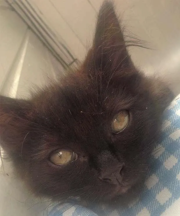 Gato ra a  idade 2 a 6 meses nome Sem Nome