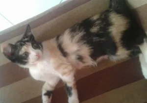 Gato raça Não sei idade Abaixo de 2 meses nome Belinha
